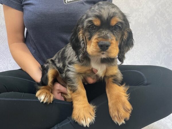 Cocker Spaniel Puppy Dog Complete Guide