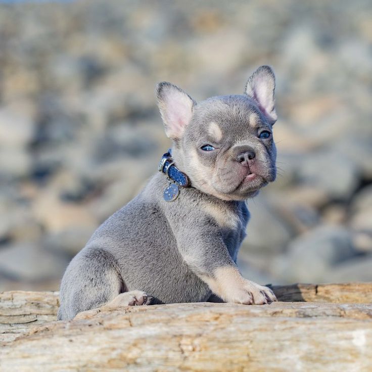 FRENCH BULLDOG PUPPY ADD UP TO GUIDE