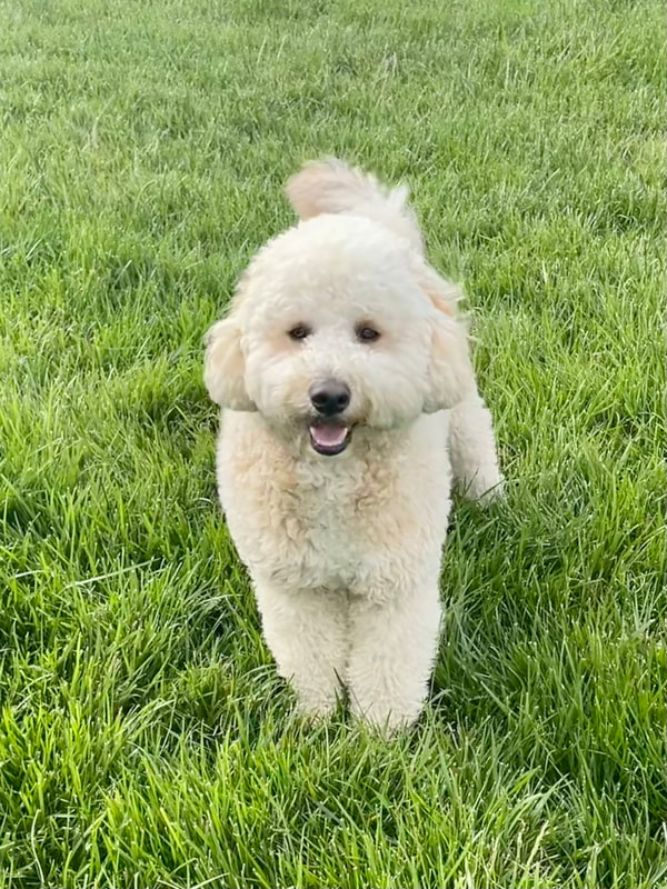 Miniature Goldendoodle