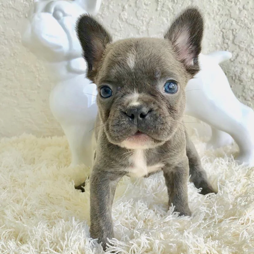 FRENCH BULLDOG PUPPY ADD UP TO GUIDE