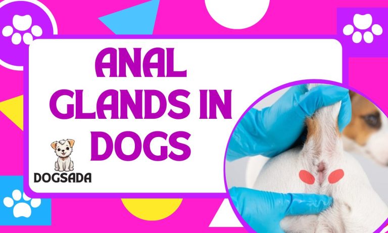 ANAL GLANDS IN DOGS Expert Best Guide 2024