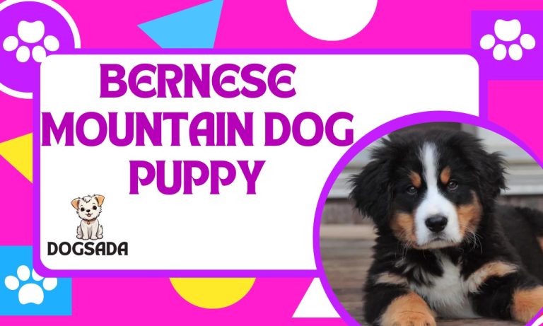 BERNESE MOUNTAIN DOG PUPPY AMAZING GUIDE 2024