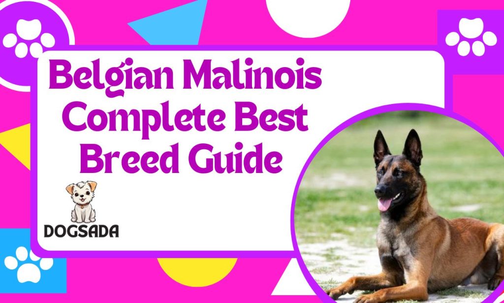 Belgian Malinois Complete Best Breed Guide