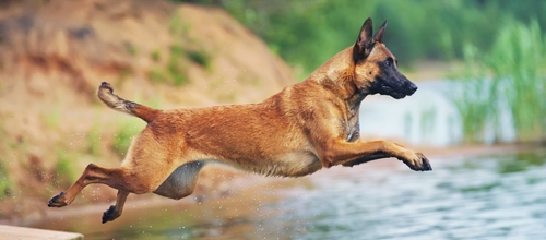 Belgian Malinois Complete Best Breed Guide