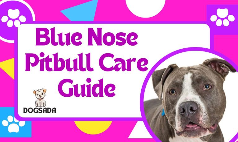 Blue Nose Pitbull: Your Complete Best Guide 2024