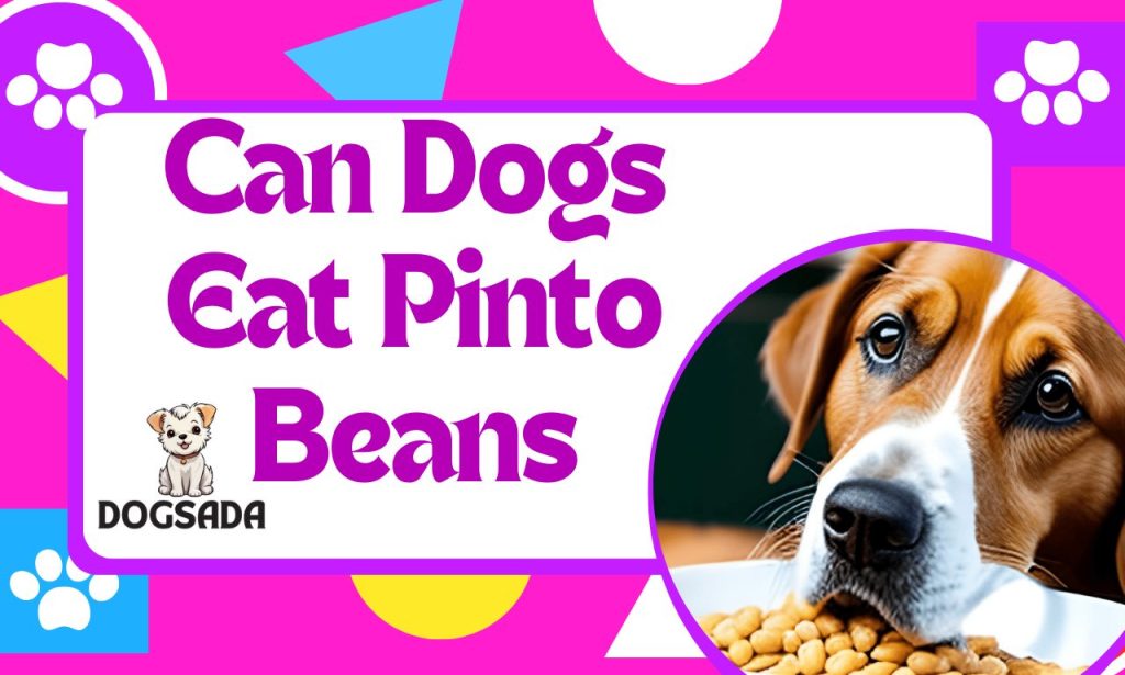 Can Dogs Eat Pinto Beans