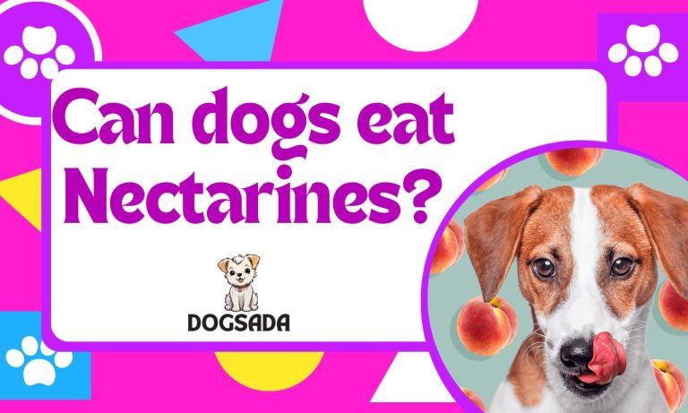 Nectarines Can Dogs Eat