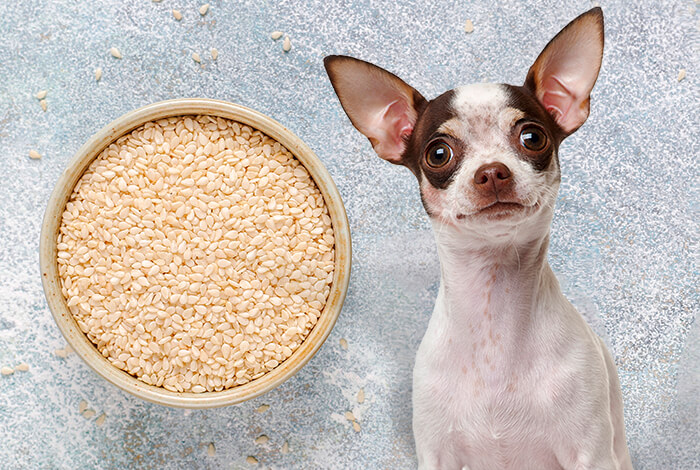 Can Dogs Eat Sesame Seeds