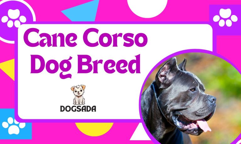 Cane Corso Dog Breed Best Information 2024