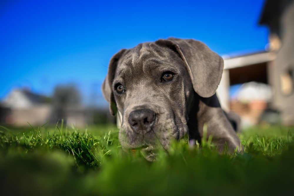 Cane Corso Dog Breed