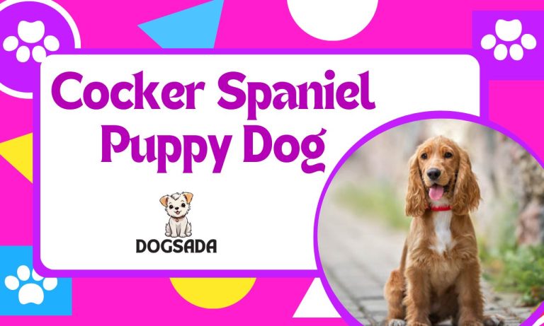 Cocker Spaniel Puppy Dog Complete Amazing Guide 2024