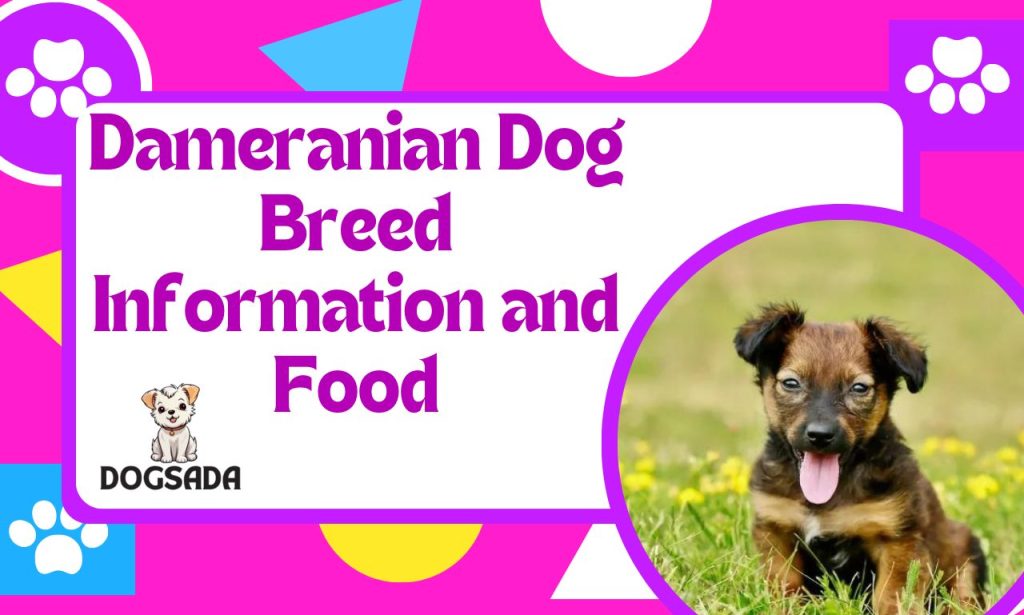 Dameranian Dog Breed Information and Food