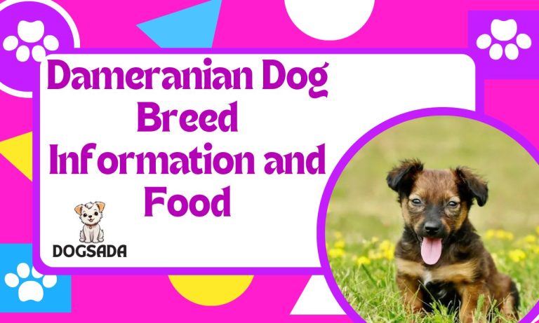 Dameranian Dog Breed Information and Best Food 2024