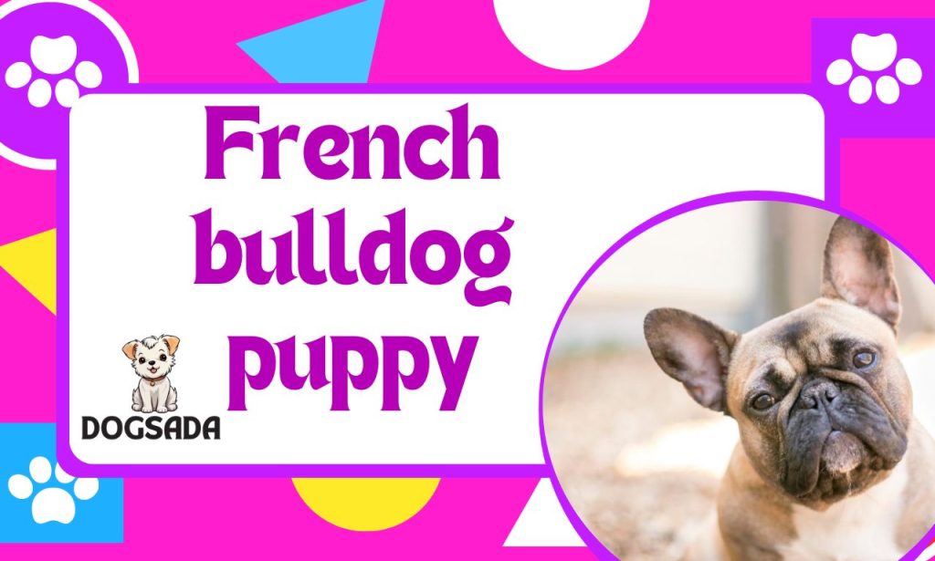 FRENCH BULLDOG PUPPY ADD UP TO GUIDE