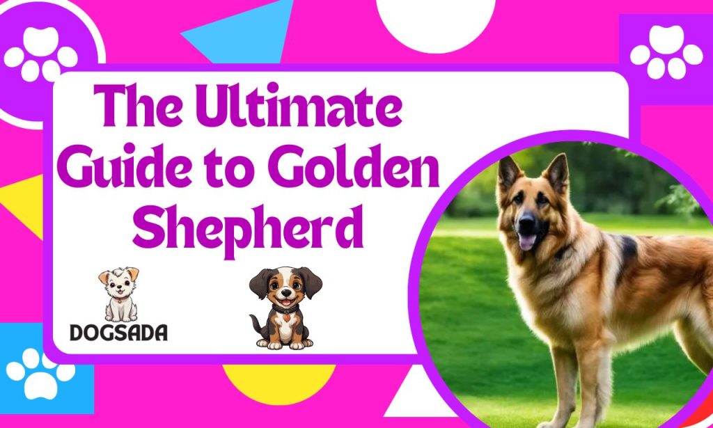 The Ultimate Guide to Golden Shepherd