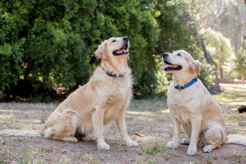 Long Hair Labrador