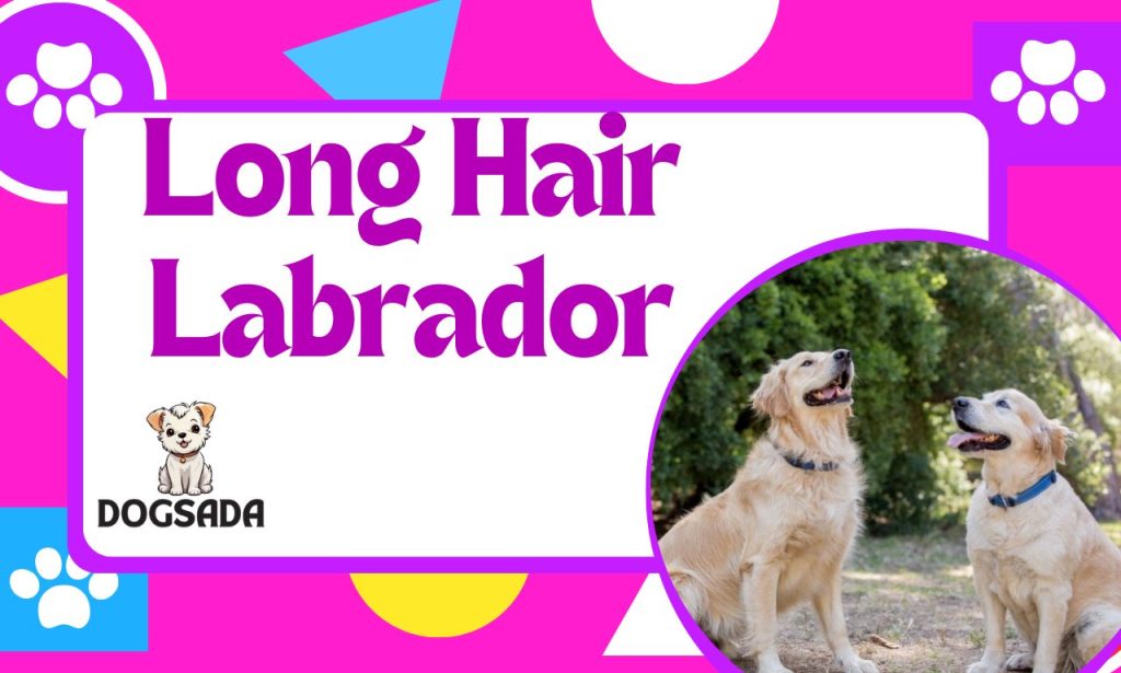 Long Hair Labrador Retriever 