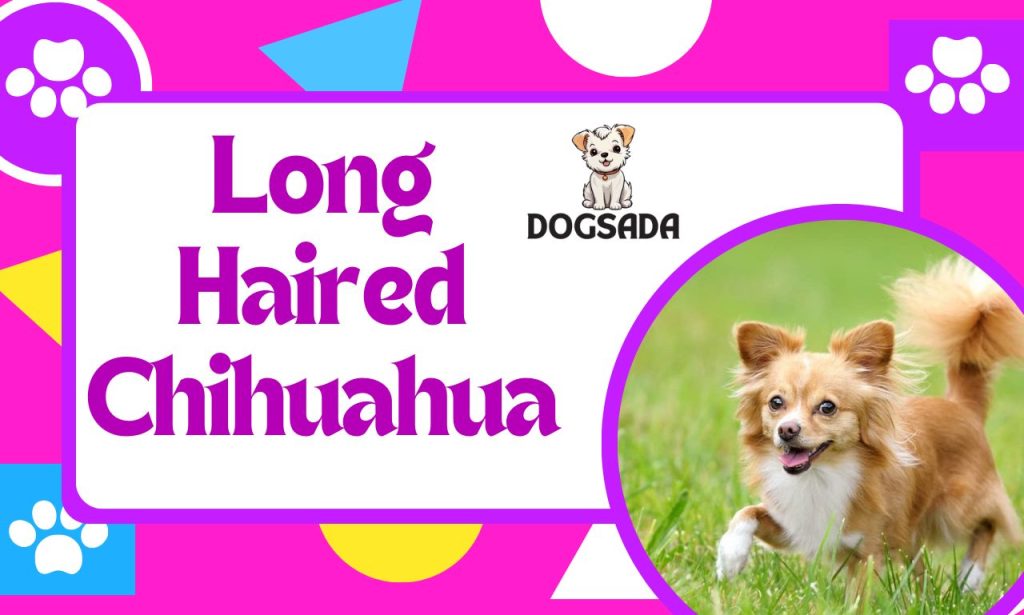 Long Haired Chihuahua