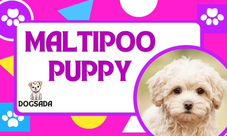 Maltipoo puppy A COMPLETE AMAZING GUIDE 2024