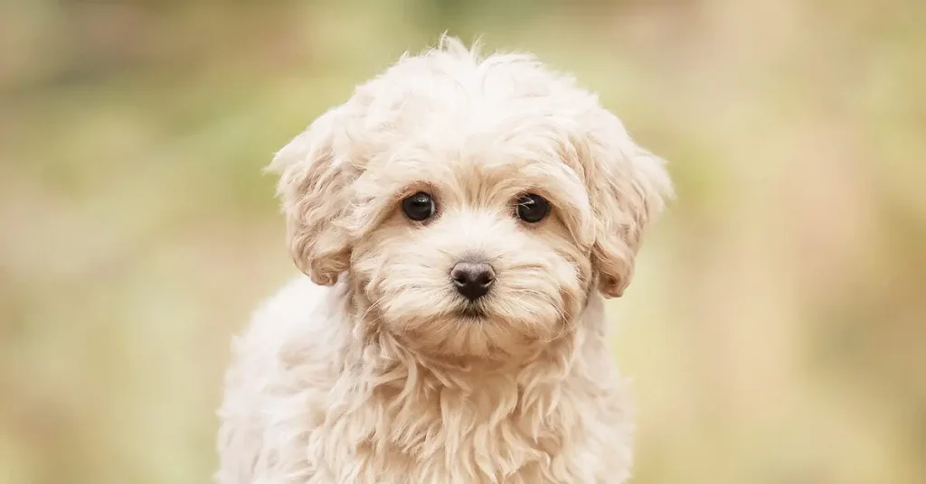 MALTIPOO PUPPY