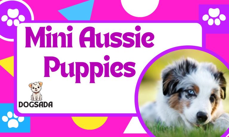 Mini Aussie Puppies: A Beginner’s Amazing Guide 2024