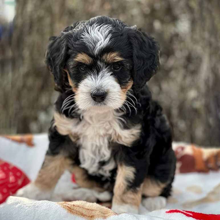 Mini Bernedoodle