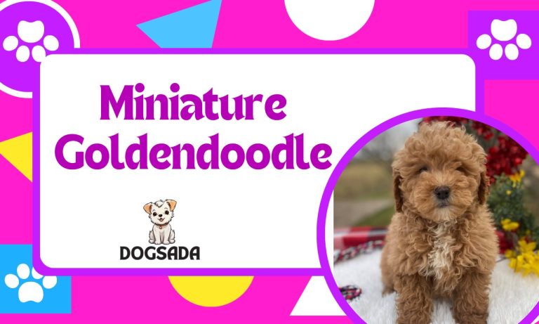 Miniature Goldendoodle: Mini Goldendoodle Complete 2024