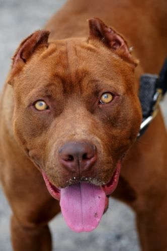 Red Nose Pitbull