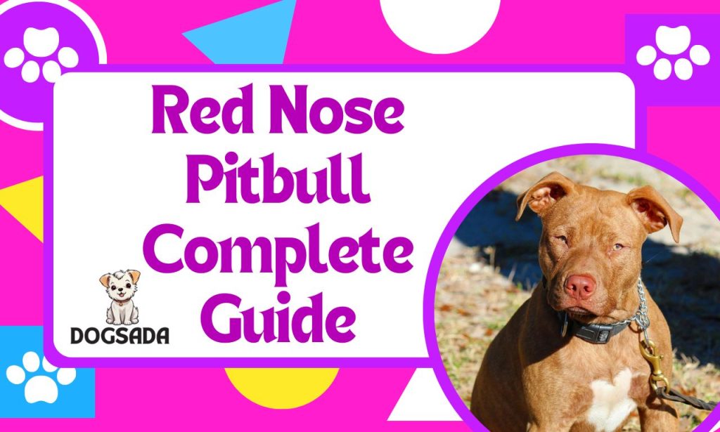 Red Nose Pitbull