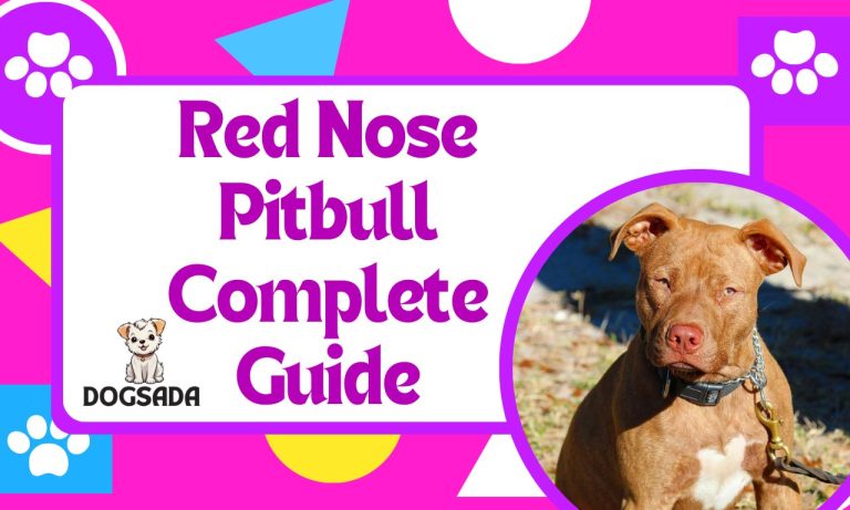 Red Nose Pitbull: Your Best Complete Guide 2024