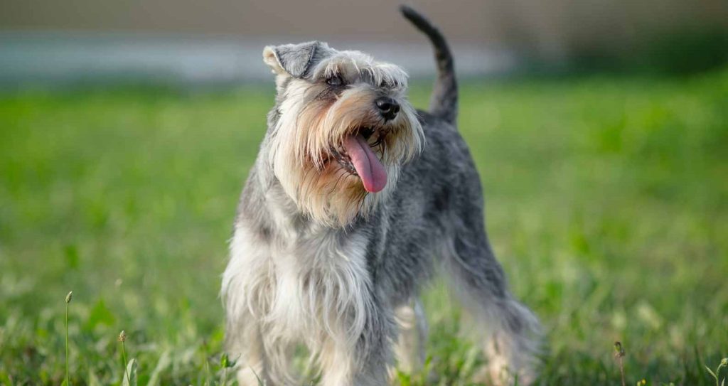 Schnauzer Puppies