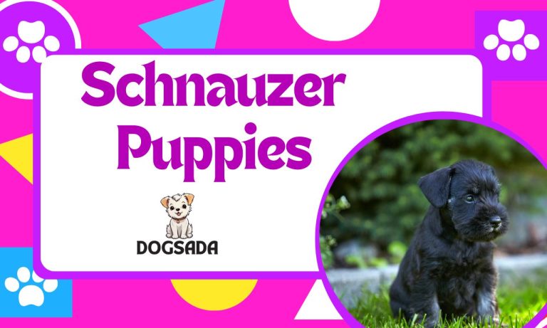 Schnauzer Puppies Complete Amazing Guide 2024