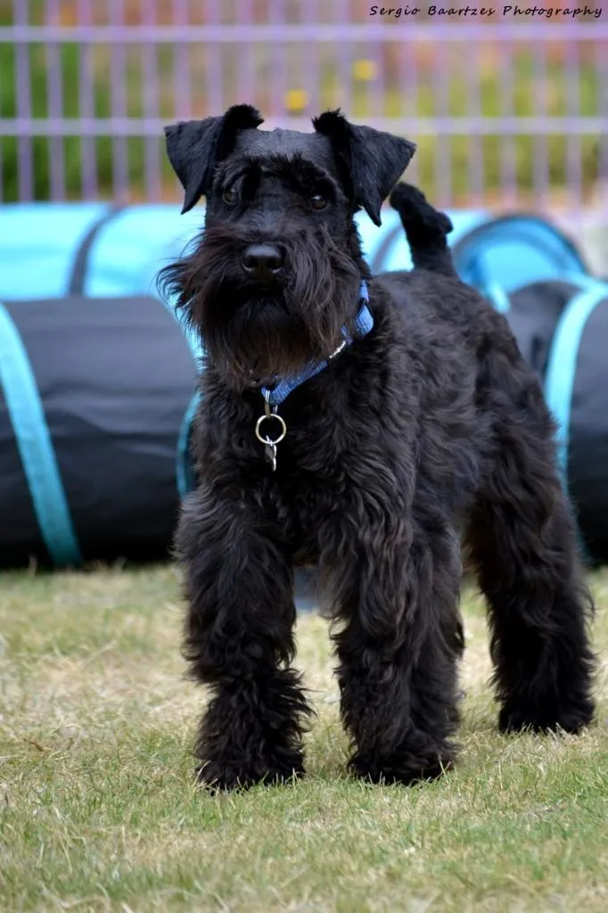 Schnauzer Puppies