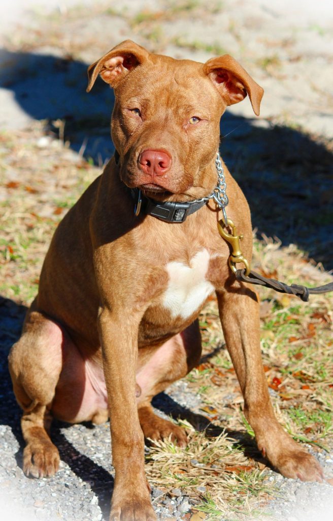 Red Nose Pitbull