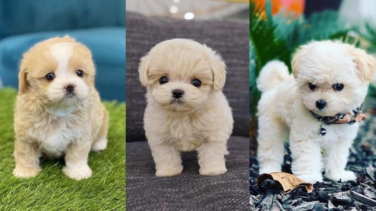 MALTIPOO PUPPY