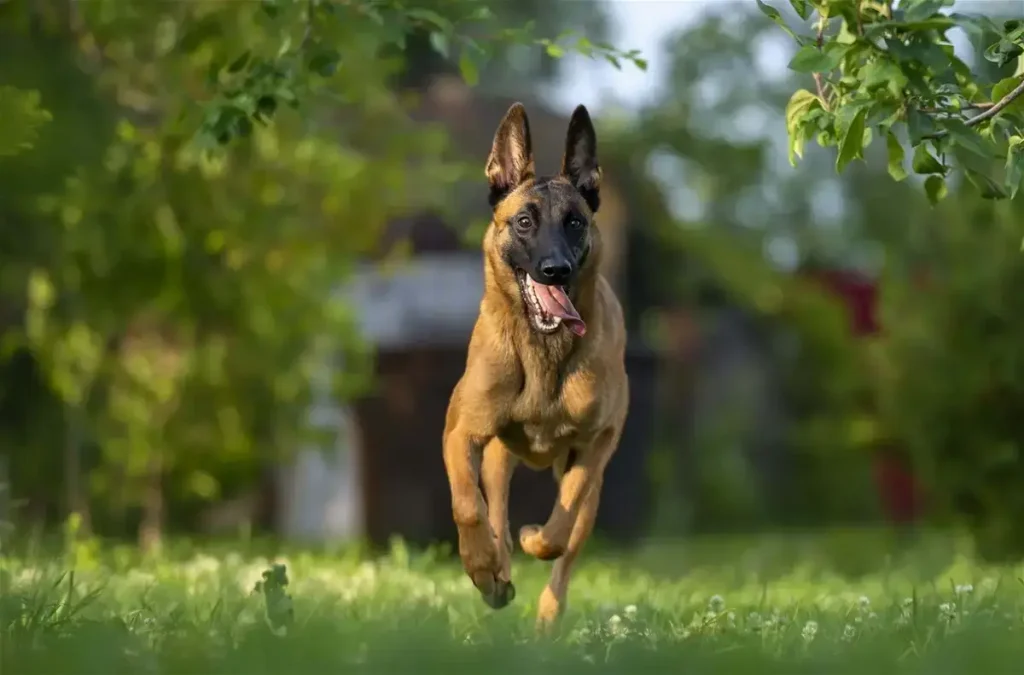 Belgian Malinois Complete Best Breed Guide