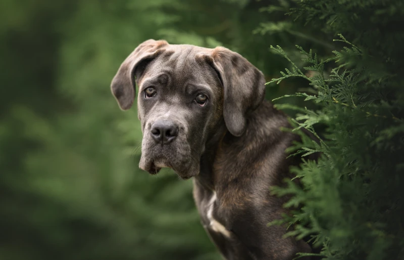 Cane Corso Dog Breed