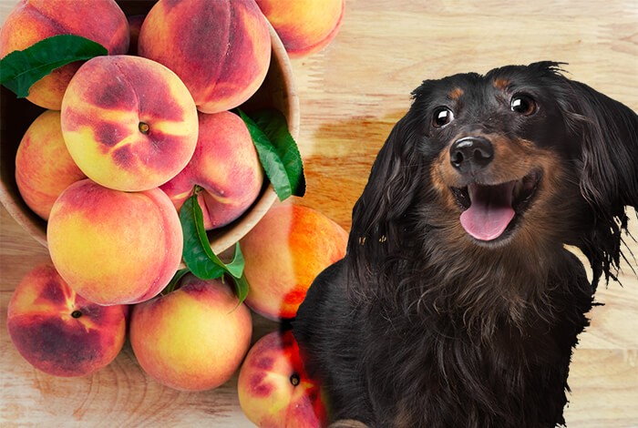 Can dogs eat Nectarines