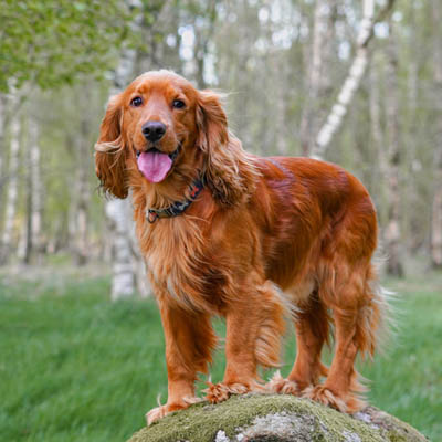 Cocker Spaniel Puppy Dog Complete Guide