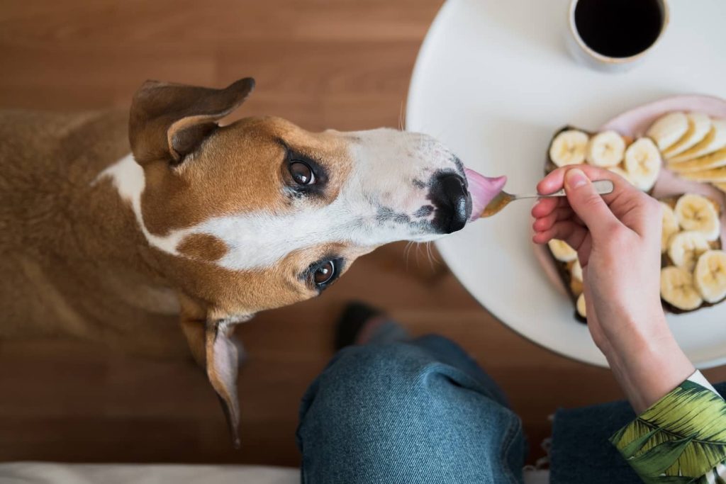 CAN DOGS EAT BANANA BREAD?