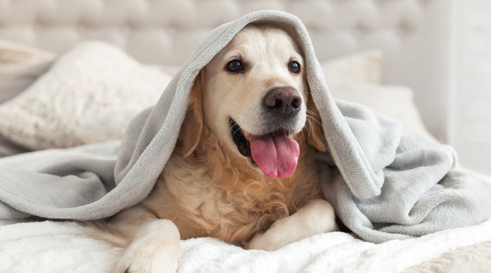 why do dogs lick blankets?