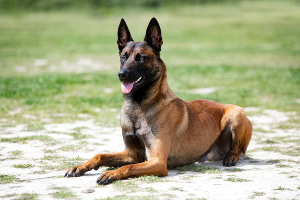 Belgian Malinois Complete Best Breed Guide