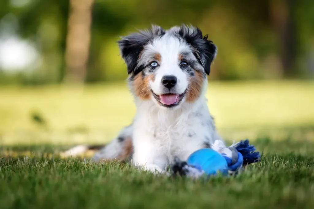 Mini Aussie Puppies