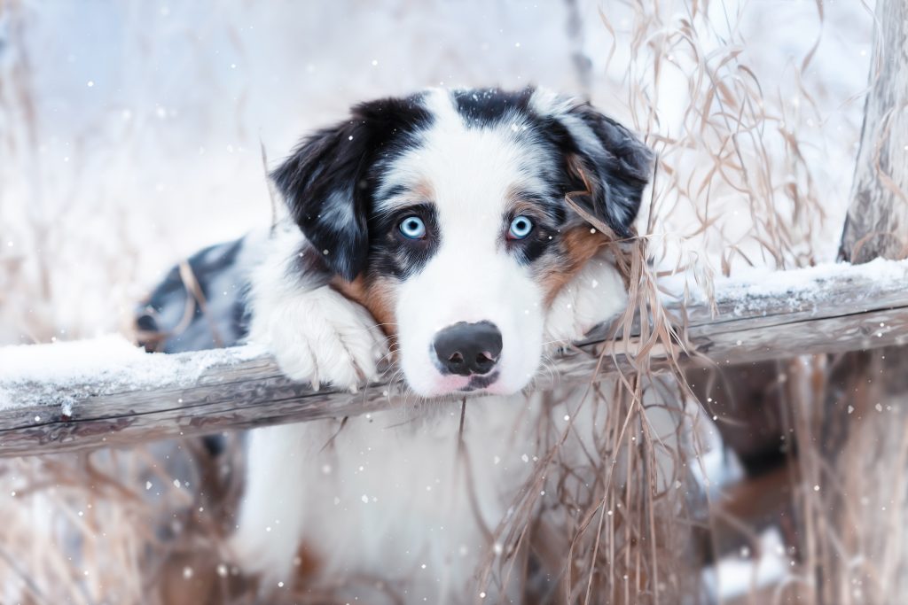 Mini Aussie Puppies