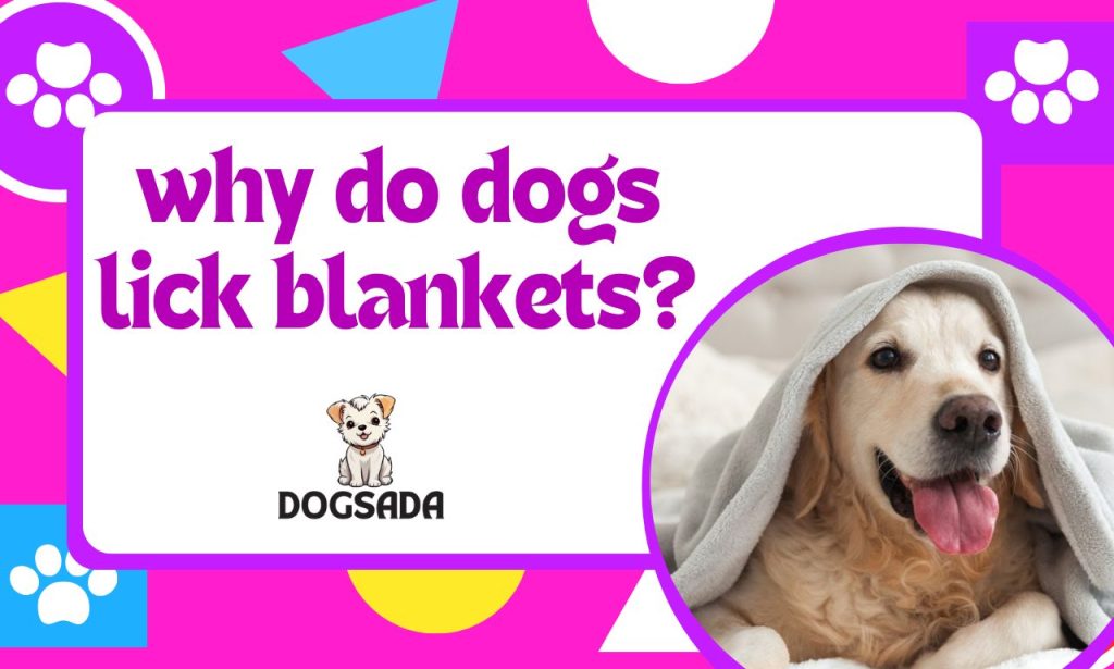 why do dogs lick blankets?