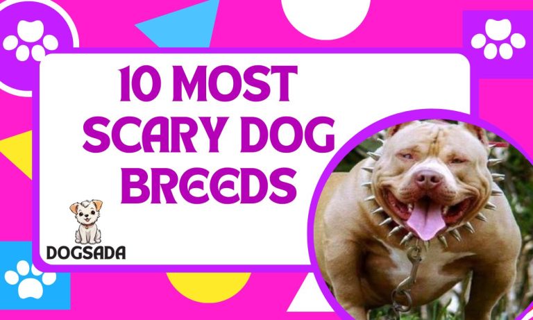 Top 10 Most Scary Dog Breeds 2024