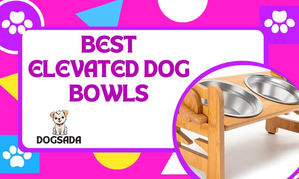 Best Elevated Dog Bowls