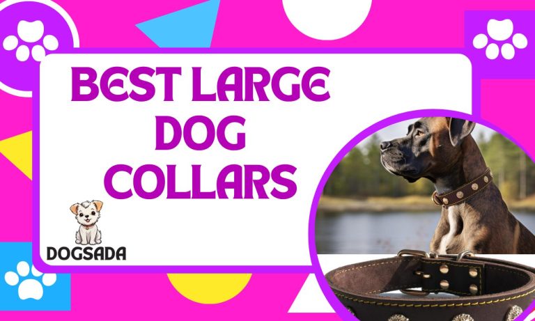 The Best Large Dog Collars 2024