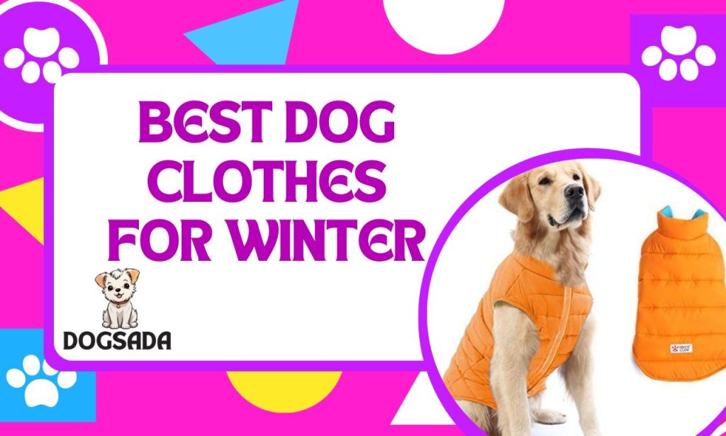  Best dog clothes for winter