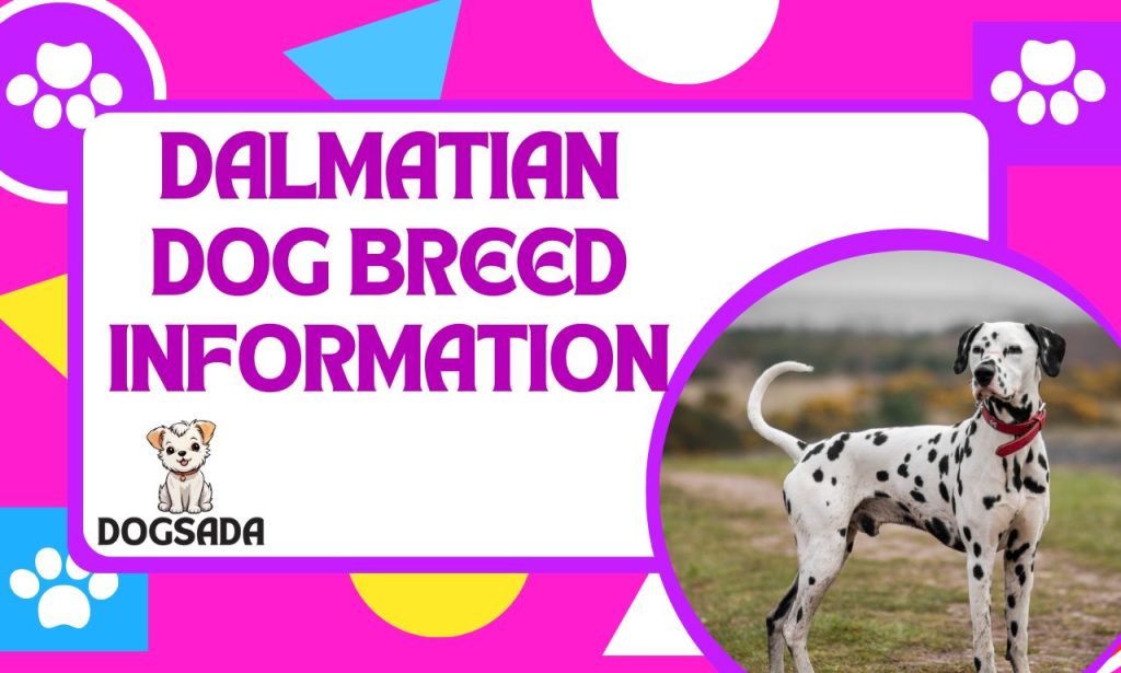 DALMATIAN DOG BREED INFORMATION